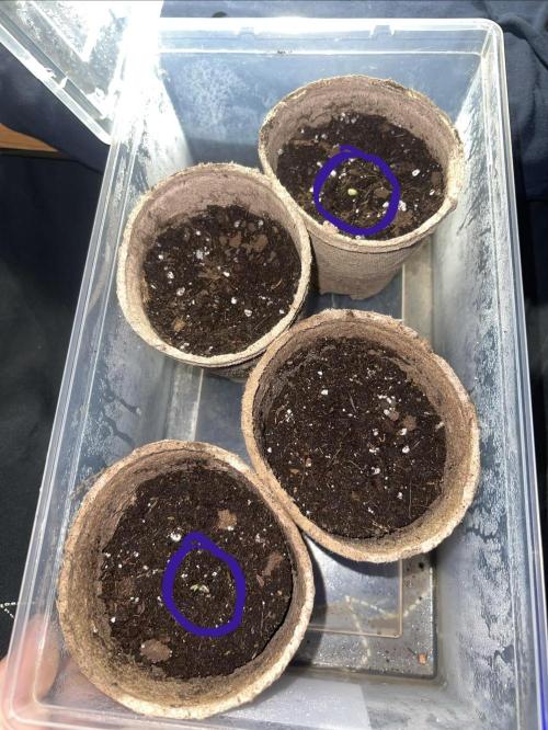 Automatic Ganja: (Auto Gorilla Grape). Week 0 - 3 days after planting the seeds right into the soil, they began sprouting.