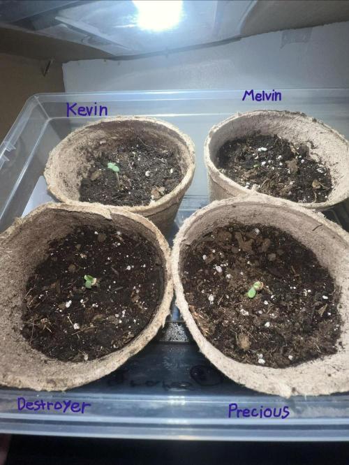 Automatic Ganja: (Auto Gorilla Grape). Week 0 - Sadly Melvin died while trying to sprout. Probably my fault. 