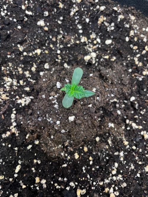Critical Fem RQS. Week 1