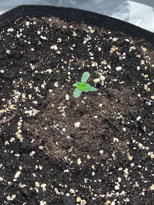 Critical Fem RQS. Week 1