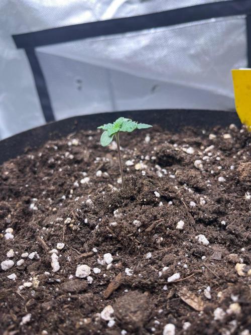 Critical Fem RQS. Week 1
