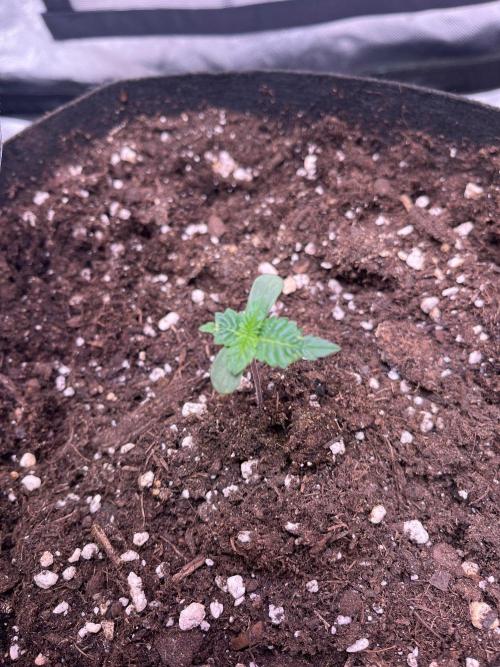 Critical Fem RQS. Week 1