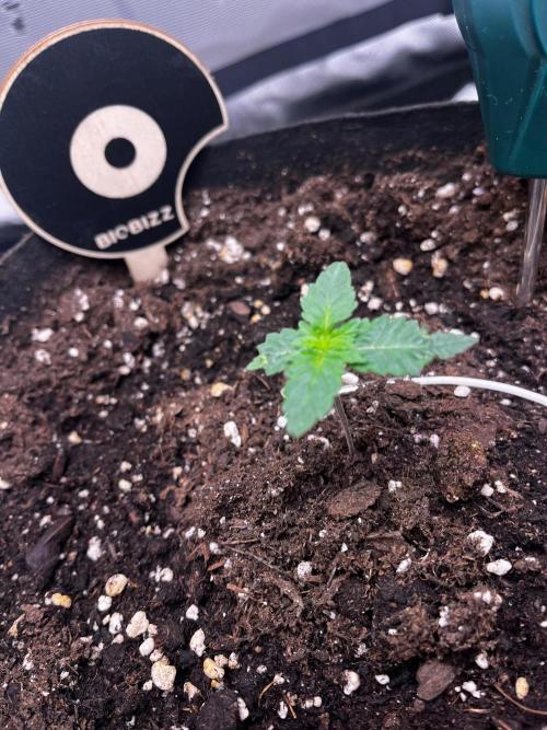 Critical Fem RQS. Week 1