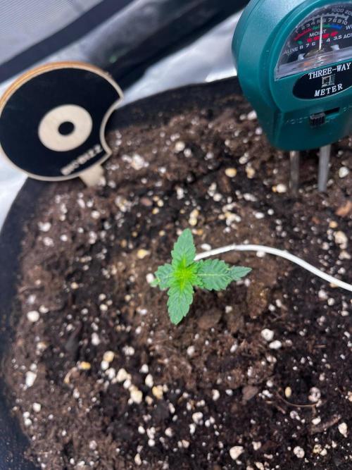 Critical Fem RQS. Week 1