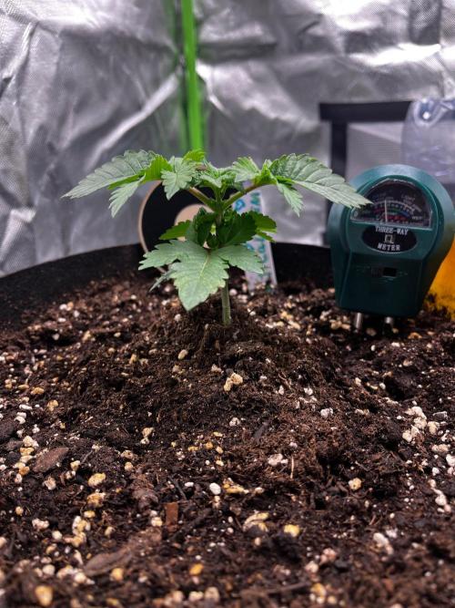 Critical Fem RQS. Week 2