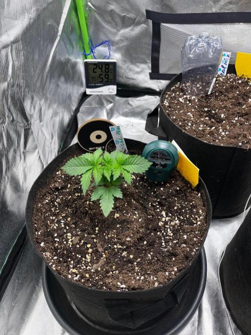 Critical Fem RQS. Week 2