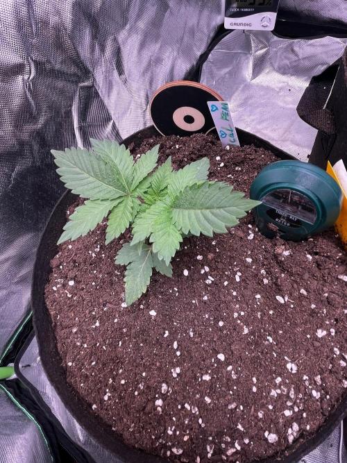 Critical Fem RQS. Week 2