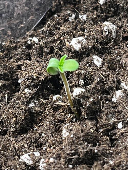 Cereal Milk Fem. Week 0