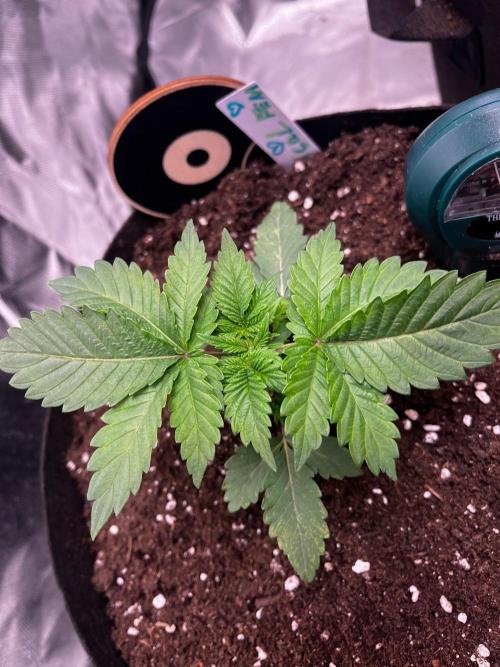 Critical Fem RQS. Week 2