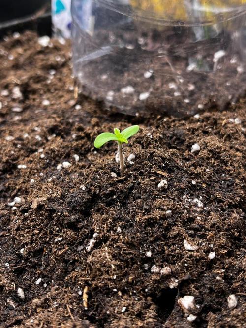 Cereal Milk #2 - The Survivor. Week 0