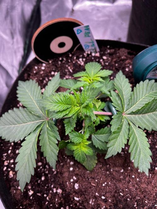 Critical Fem RQS. Week 3
