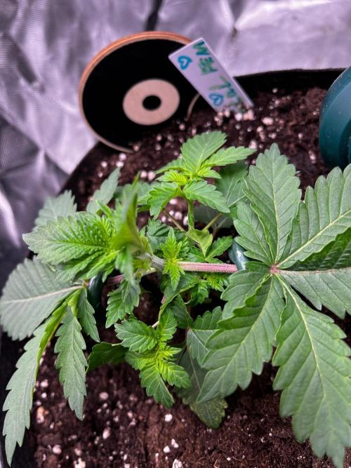 Critical Fem RQS. Week 3