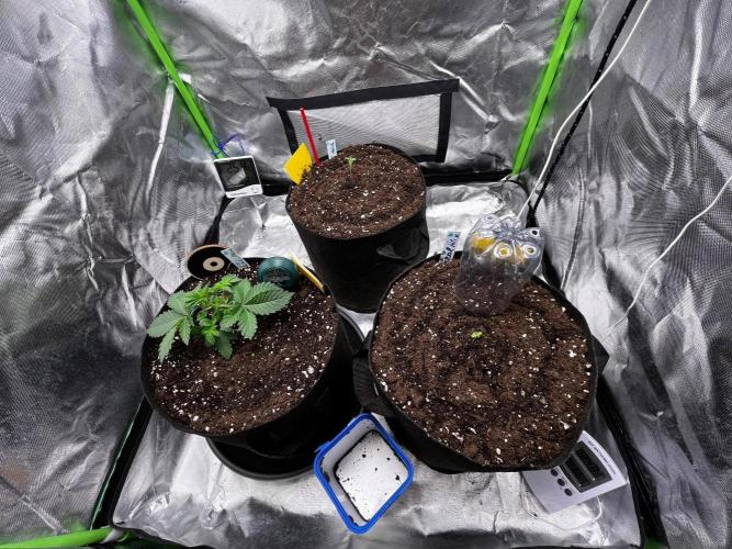 Critical Fem RQS. Week 3