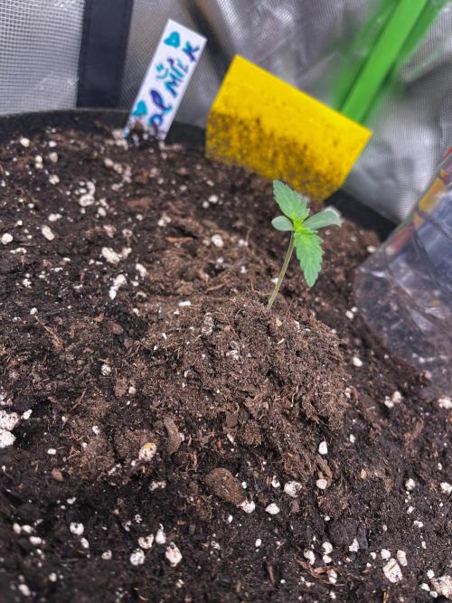 Cereal Milk. Week 1
