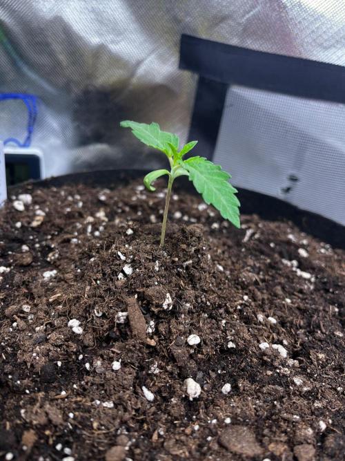 Cereal Milk. Week 1