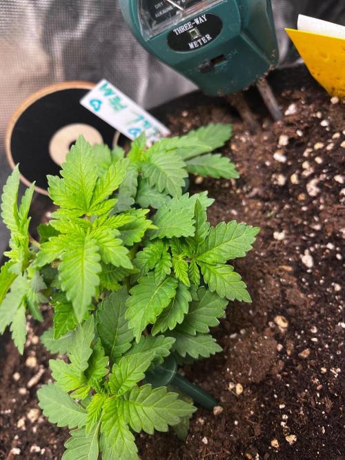 Critical Fem RQS. Week 4