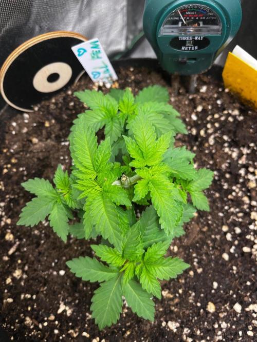 Critical Fem RQS. Week 4