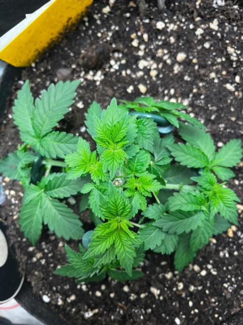 . Week 4