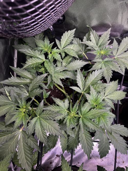 Cereal Milk, Critical, AutoSherbetQueen. Week 1 - Auto Sherbet ☘️
