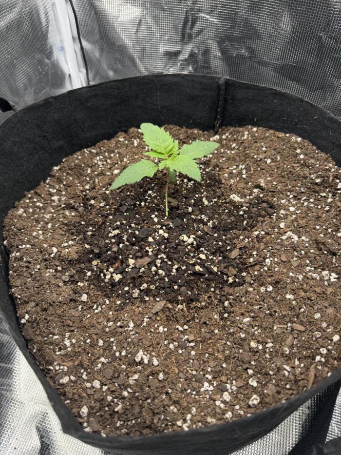 Tangie Photoperiod. Week 0 - Day 10 after germination 