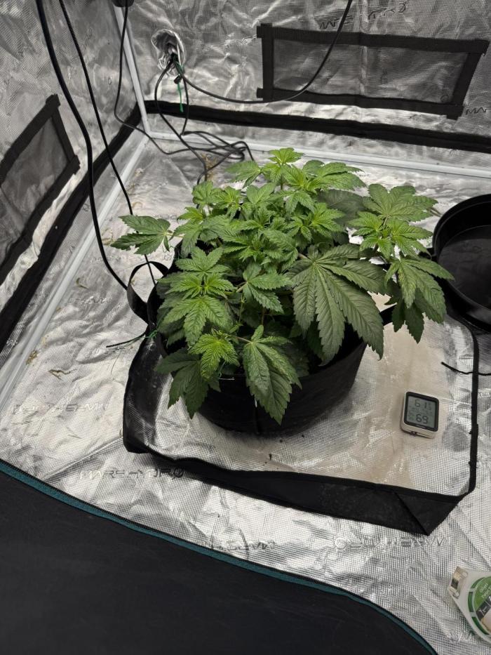 Tangie Photoperiod. Week 5