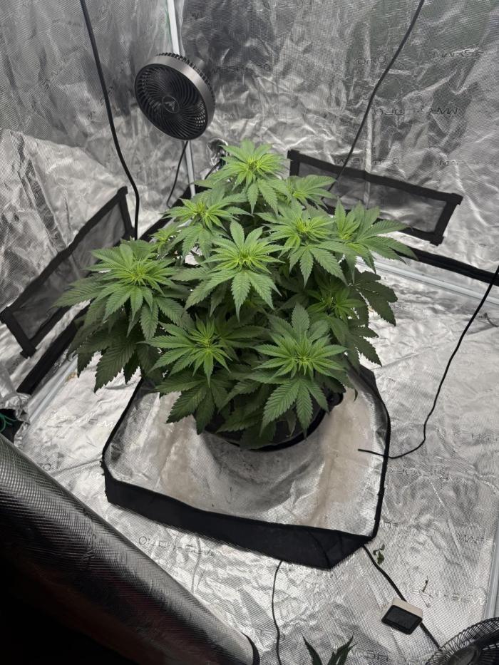 Tangie Photoperiod. Week 8 - Day 57