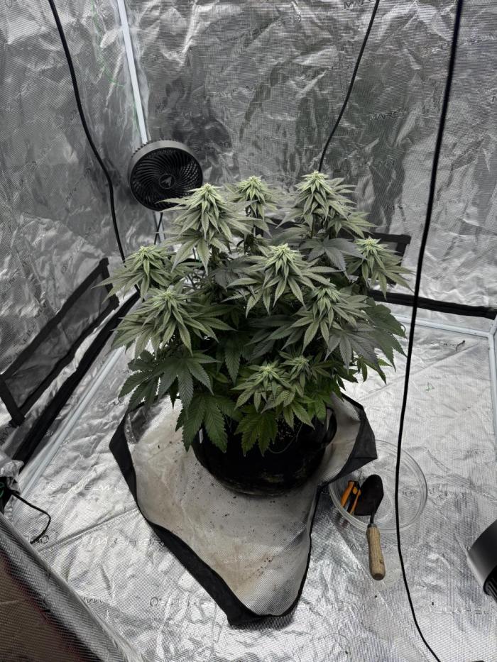 Tangie Photoperiod. Week 12