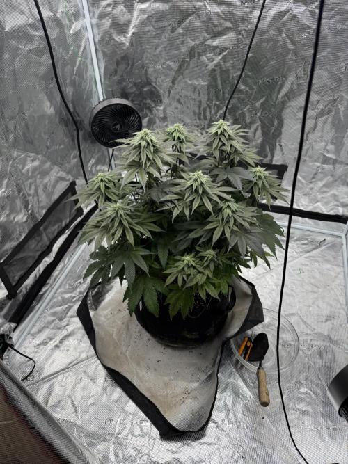 Tangie. Week 12