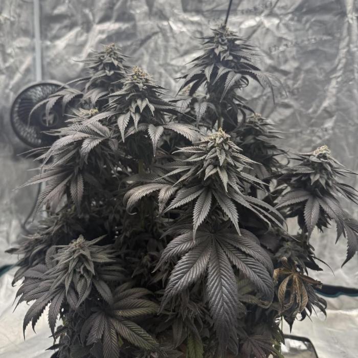 Tangie Photoperiod. Week 19