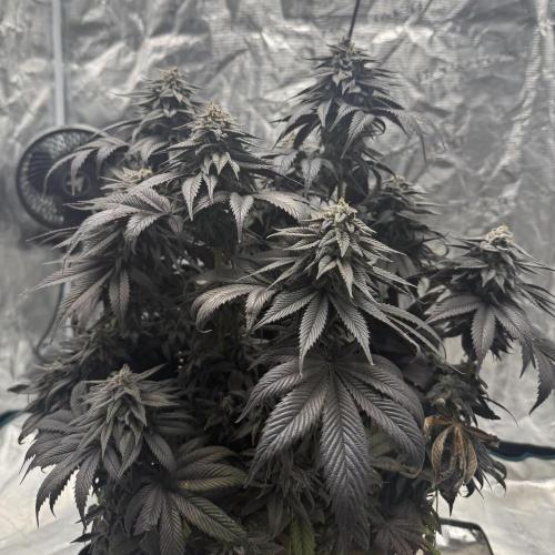 Tangie. Week 19