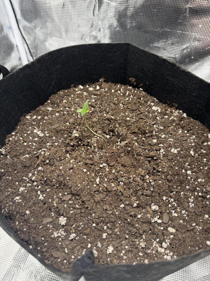 Witcher’s Creek Autoflower. Week 0
