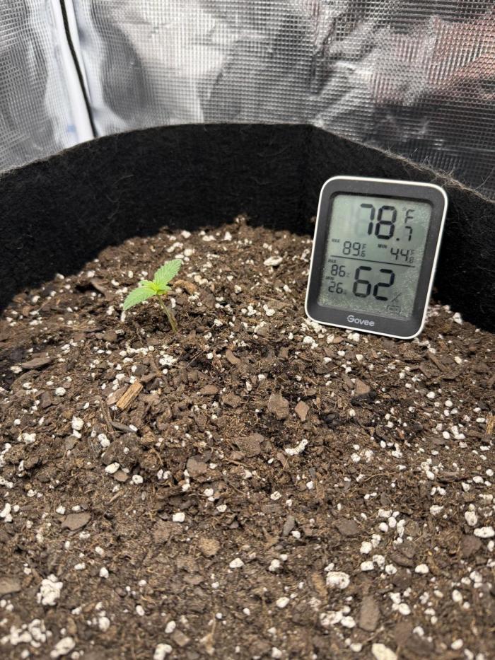 Witcher’s Creek Autoflower. Week 1