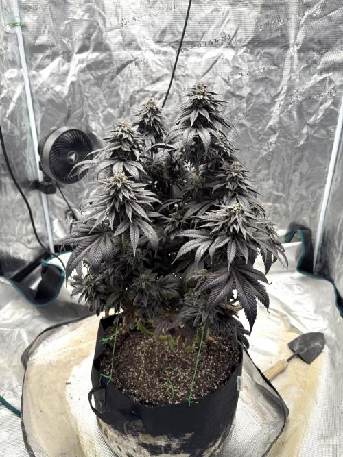 Tangie Photoperiod. Week 20