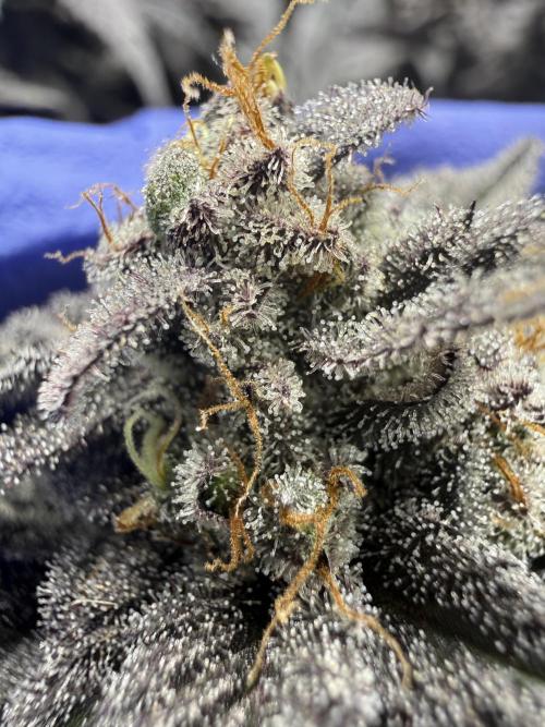 Tangie Photoperiod. Week 20