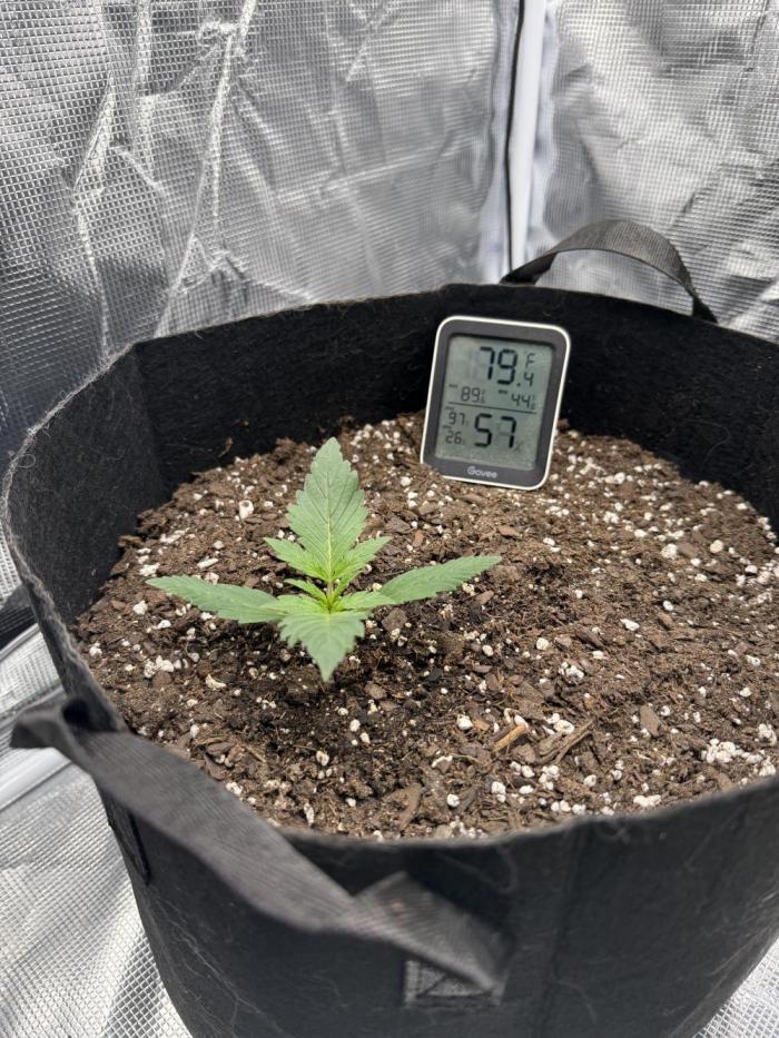 Witcher’s Creek Autoflower. Week 2 - Day 13. 