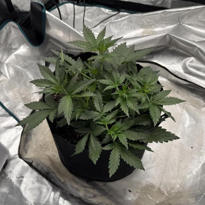 Witcher’s Creek Autoflower. Week 4