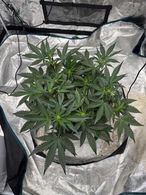 Witcher’s Creek Autoflower. Week 5