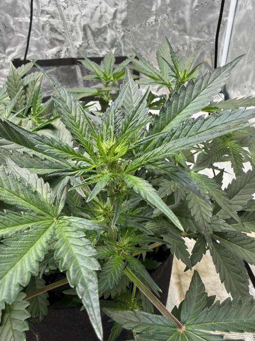 Witcher’s Creek Autoflower. Week 5