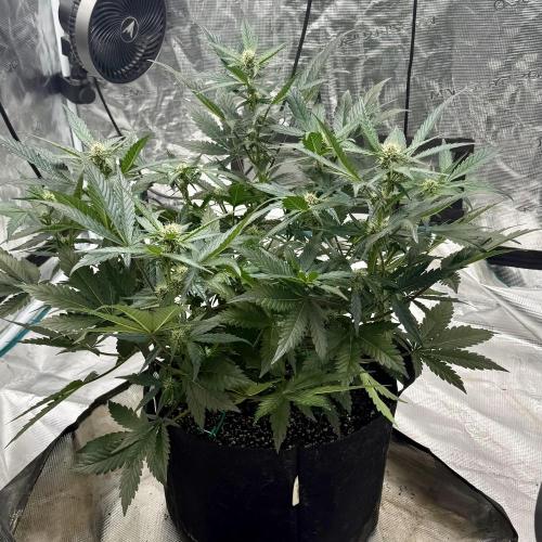 Witcher’s Creek Autoflower. Week 6