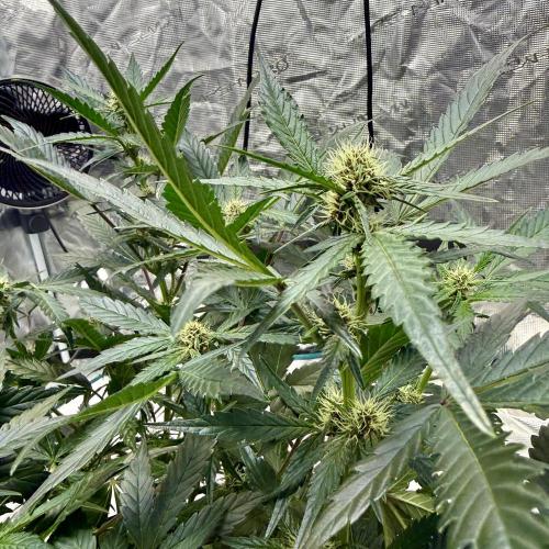 Witcher’s Creek Autoflower. Week 6