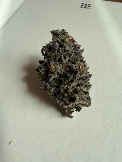 Tangie Photoperiod. Week 21