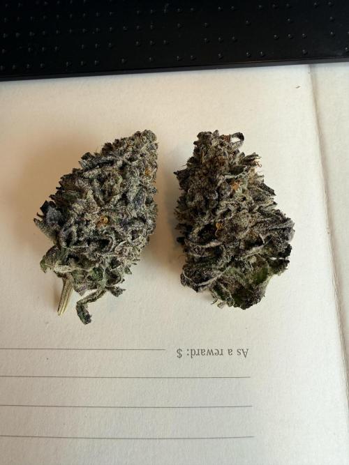 Tangie Photoperiod. Week 21