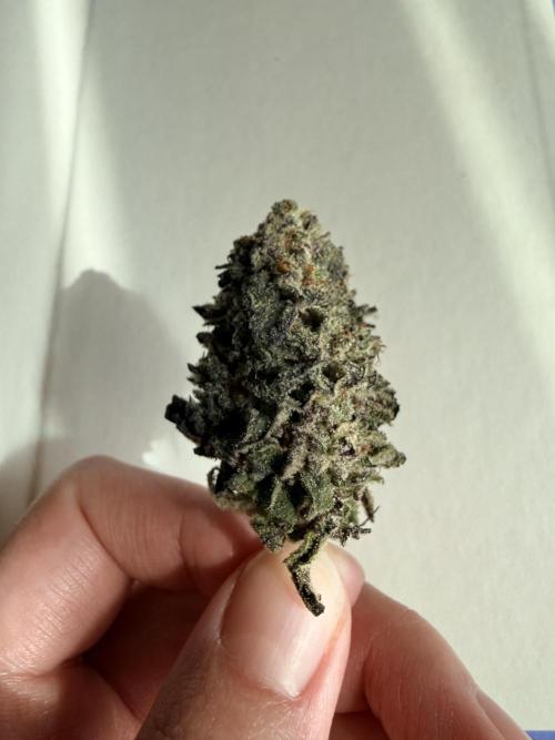 Tangie Photoperiod. Week 21