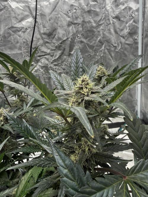 Witcher’s Creek Autoflower. Week 7