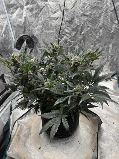 Witcher's Creek. Week 7