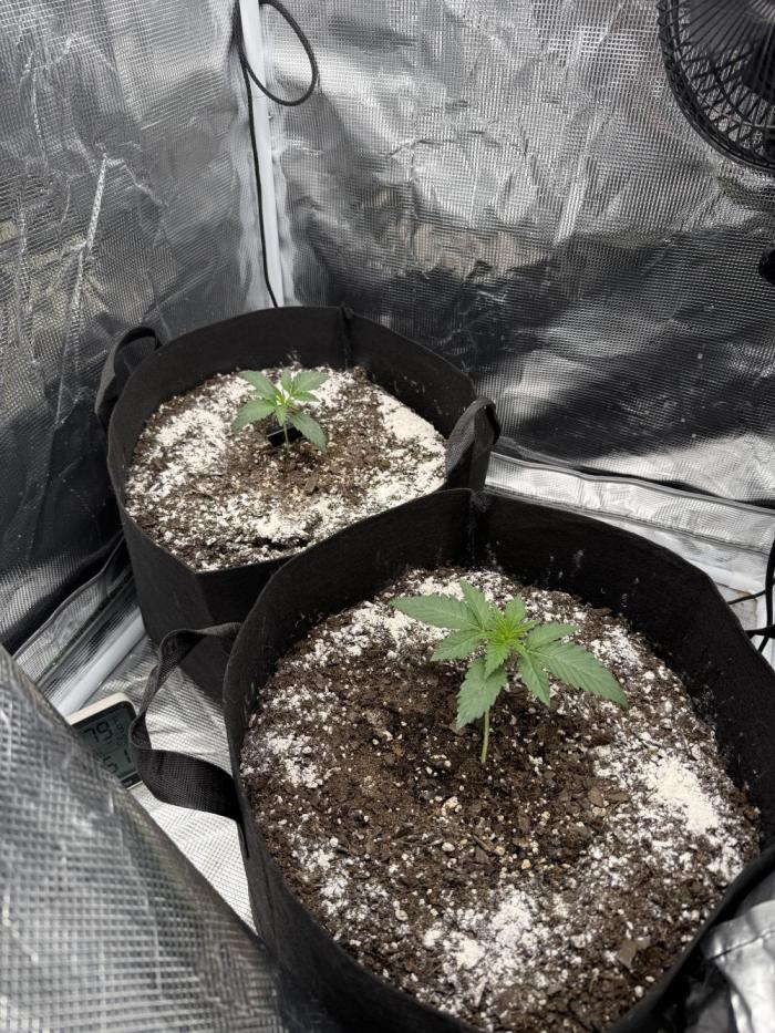 Hella Jelly. Week 2
