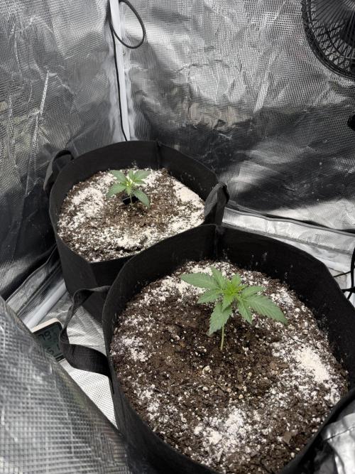 Hella Jelly. Week 2