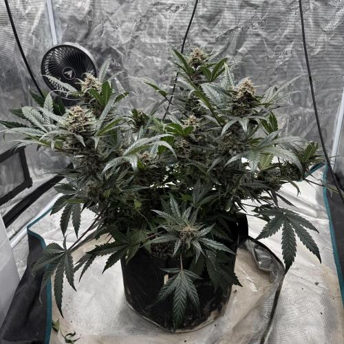 Witcher’s Creek Autoflower. Week 9