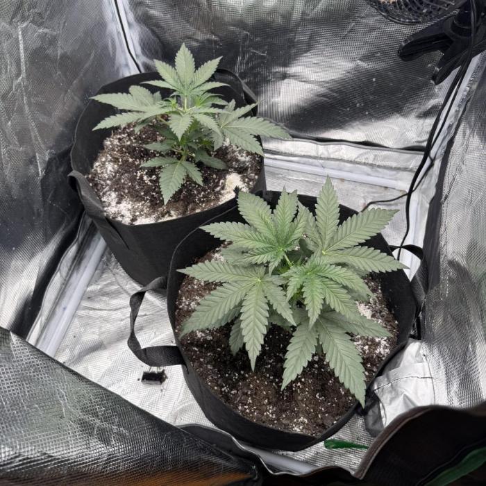 Hella Jelly. Week 3