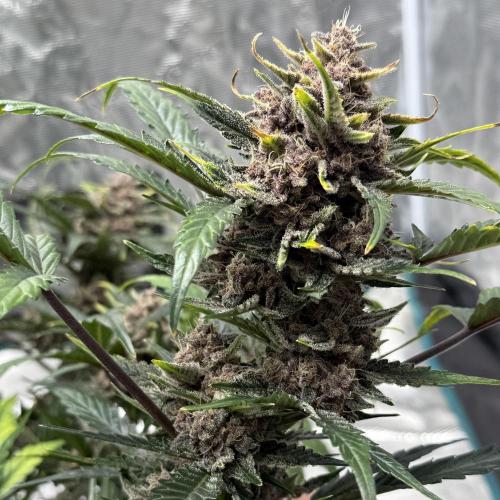 Witcher’s Creek Autoflower. Week 10